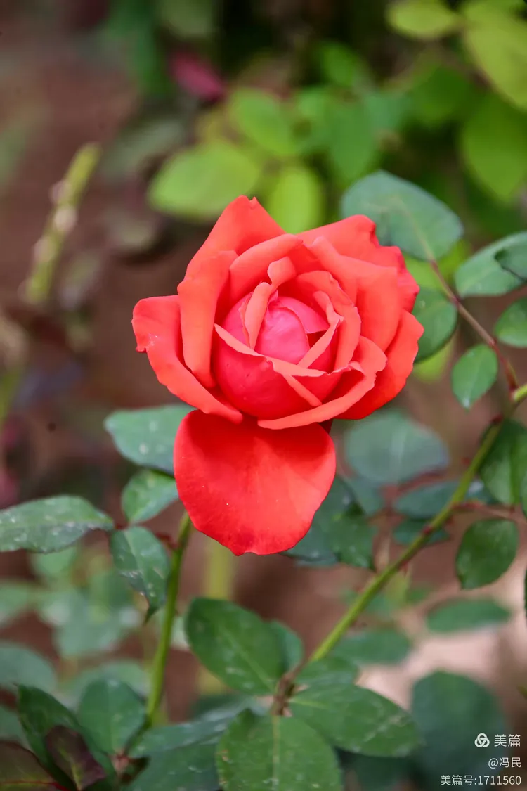 参观游览广州第三十二届园林博览会之云台花园